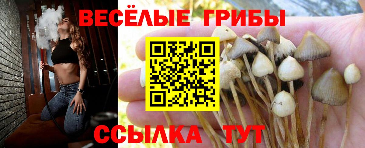 Псилоцибиновые грибы Psilocybine cubensis  Вход с VPN  Ртищево  Галлюциногенные грибы MAGIC MUSHROOMS 